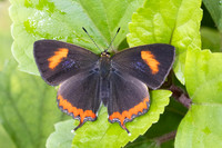 Heliophorus sp-5054- Doi Inthanon ( 1400 m) - 23/02/26