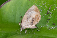 Miletus croton-6075 - Doi Inthanon - 25/02/26