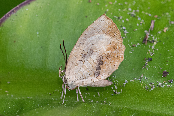 Miletus croton-6075 - Doi Inthanon - 25/02/26