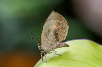 Miletus croton-6077 - Doi Inthanon - 25/02/26