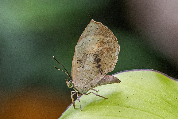 Miletus croton-6077 - Doi Inthanon - 25/02/26