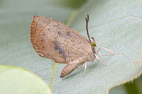 Miletus croton - 6107 - Doi Inthanon - 25/02/26