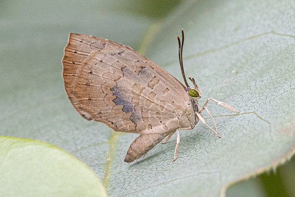 Miletus croton - 6107 - Doi Inthanon - 25/02/26