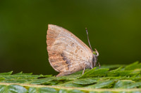 Miletus croton --5- Doi Inthanon - 26/02/26
