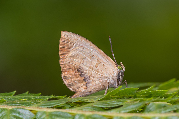 Miletus croton --5- Doi Inthanon - 26/02/26