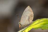 Miletus sp-4798- Doi Inthanon - 22/02/26