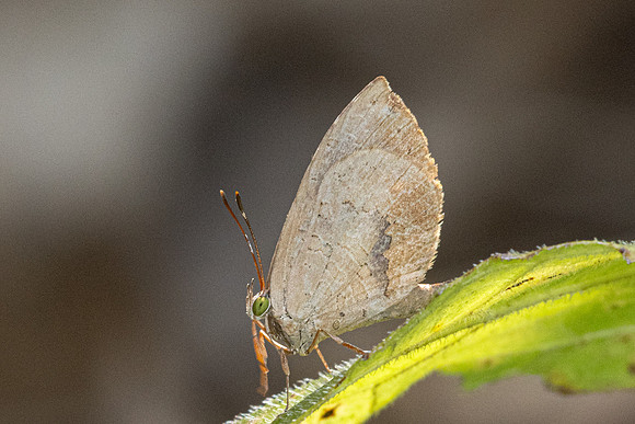 Miletus sp-4798- Doi Inthanon - 22/02/26