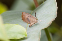 Miletus croton -6106 - Doi Inthanon - 25/02/26