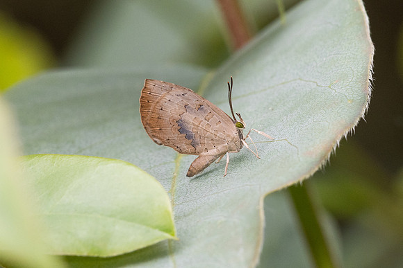 Miletus croton -6106 - Doi Inthanon - 25/02/26