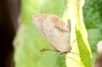 Miletus croton-4800- Doi Inthanon - 22/02/26