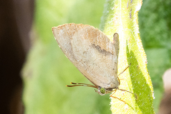 Miletus croton-4800- Doi Inthanon - 22/02/26