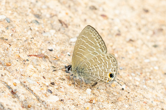 Nacaduba beroe-4650 - Doi Inthanon - 22/02/26