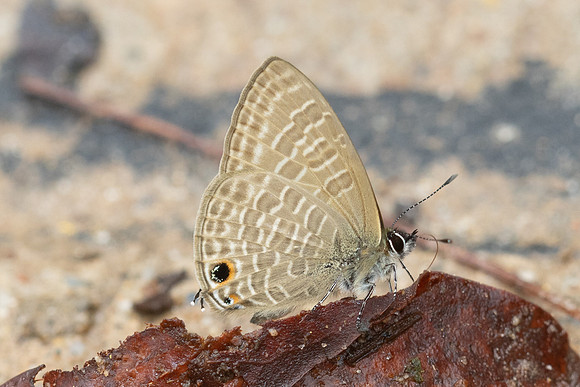 Nacaduba beroe-4654 - Doi Inthanon - 22/02/26