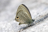 Nacaduba sp-5748 - Doi Inthanon - 24/02/26
