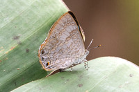 Poritia hewitsoni-6021 - Doi Inthanon - 25/02/26
