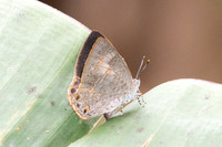 Poritia hewitsoni-6020 - Doi Inthanon - 25/02/26
