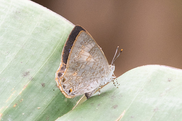 Poritia hewitsoni-6020 - Doi Inthanon - 25/02/26