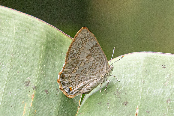 Poritia hewitsoni-6014 - Doi Inthanon - 25/02/26