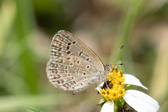 Zizeeria karsandra- Doi Inthanon - 27/02/26