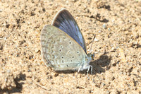 Zizena otis--2 - Doi Inthanon - 26/02/26