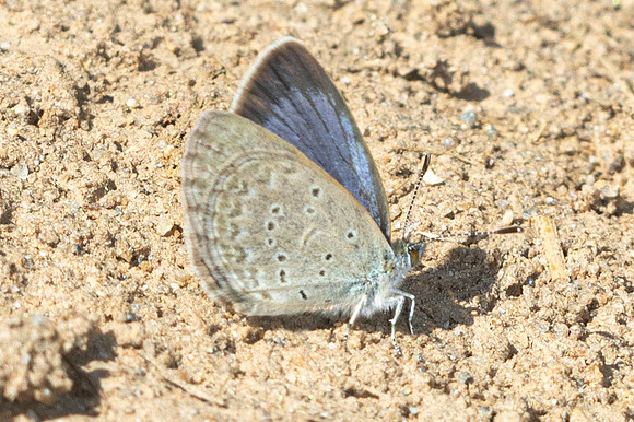 Zizena otis--2 - Doi Inthanon - 26/02/26