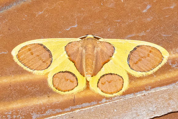 Plutodes sp-4918- Doi Inthanon - 22/02/26
