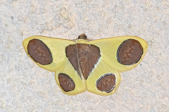 Plutodes flavescens-5381- Doi Inthanon - 23/02/26