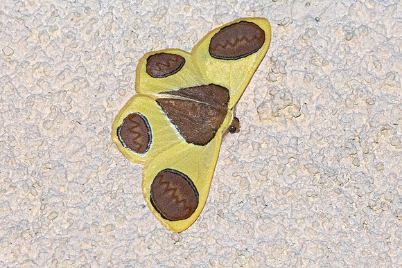 Plutodes flavescens-5379- Doi Inthanon - 23/02/26