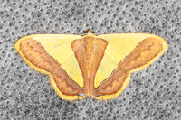 Geometridae