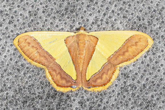 Plutodes exquisita-4942 - Doi Inthanon - 22/02/26