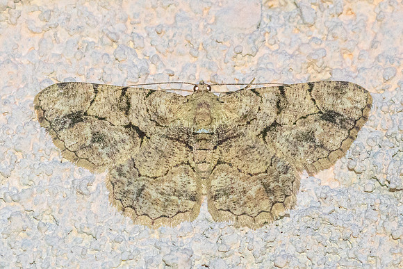Psilalcis bisinuata-4566 - Doi Inthanon 1026m - 21/02/26