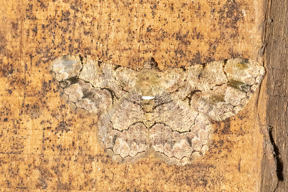 Psilalcis bisinuata-5449 - Doi Inthanon 1026m - 23/02/26