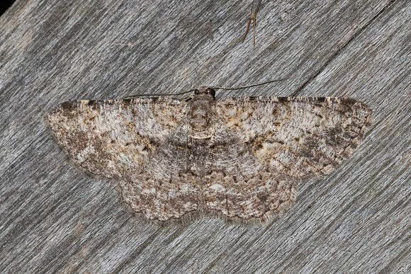 Psilalcis breta-5916 - Doi Inthanon - 24/02/26