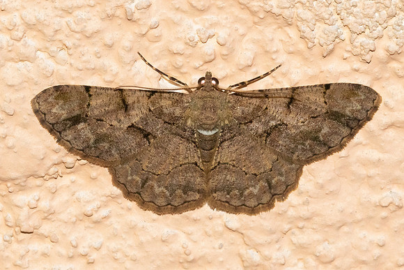 Psilalcis bisinuata-5917 - Doi Inthanon - 24/02/26