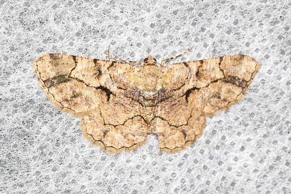Psilalcis bisinuata-5871 -Doi Inthanon - 24/02/26
