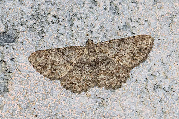 Psilalcis breta-6379 Doi Inthanon 1026m - 25/02/26