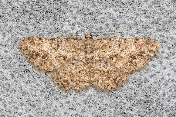 Psilalcis-4614 - Doi Inthanon 1026m - 21/02/26