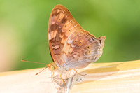 Vagrans sinha sinha-1926 - Chiang dao - 11/03/23