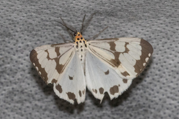 Nyctemera adversata-5428 - Doi Inthanon - 1026m - 23/02/26
