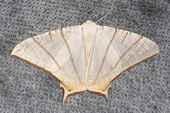 Ourapteryx clara -4900 - Doi Inthanon - 1026m - 22/02/26