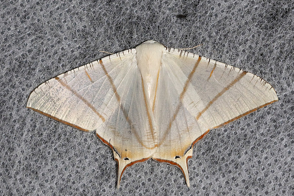 Ourapteryx clara-5884 - Doi Inthanon - 24/02/26