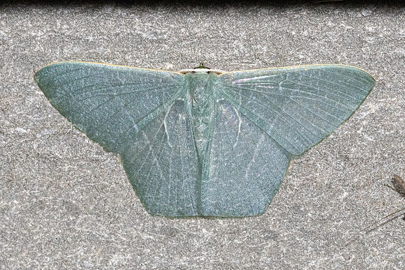 Pelagodes antiquadraria-6383 - Doi Inthanon - 1026m -25/02/26