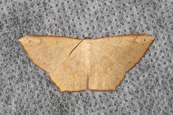 Peratostega deletaria-5867- Doi Inthanon - 24/02/26