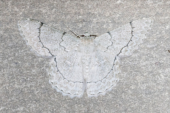 Pingasa chlora-4935 - Doi Inthanon 1026m - 22/02/26