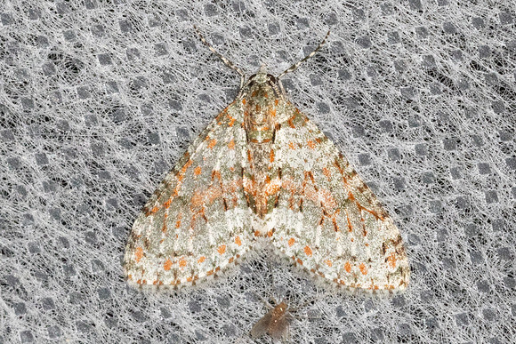 Trichopterigia sanguinipunctata-4868 - Doi Inthanon - 1026m - 22/02/26
