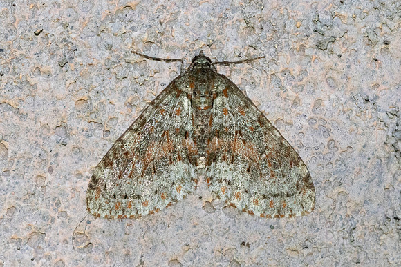 Trichopterigia sanguinipunctata-4597 - Doi Inthanon - 1026m - 21/02/26