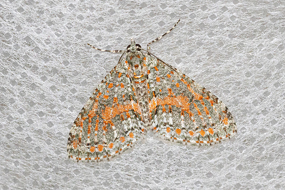 Trichopterigia sanguinipunctata-5424- Doi Inthanon - 1026m - 23/02/26