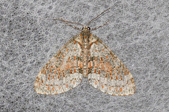 Trichopterigia sanguinipunctata-4805 - Doi Inthanon - 22/02/26