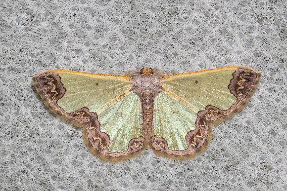 Zamarada excisa-4538- Doi Inthanon - 1026m - 21/02/26