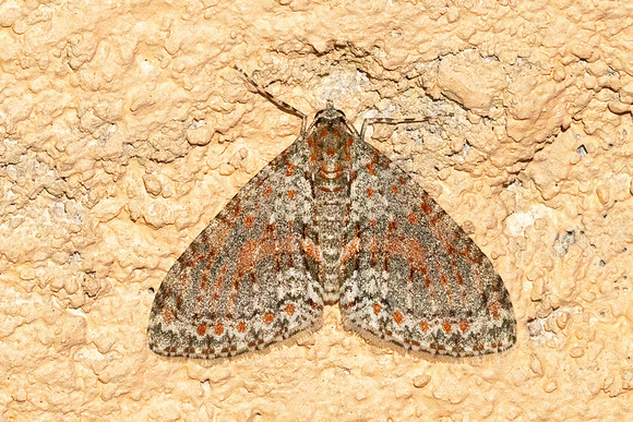 Trichopterigia sanguinipunctata-5906- Doi Inthanon - 24/02/26